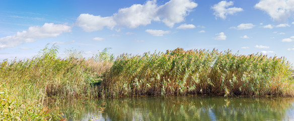 Thickets of water reeds by the lake against the sky
