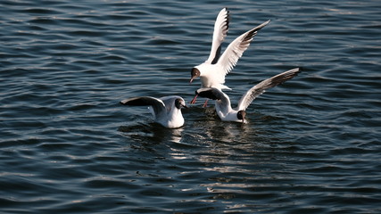 Seagulls on the lake in search of food. Flock of seagulls. Environment. Waterfowl