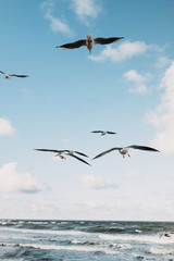 Fototapeta na wymiar many gulls in the sky against the sea