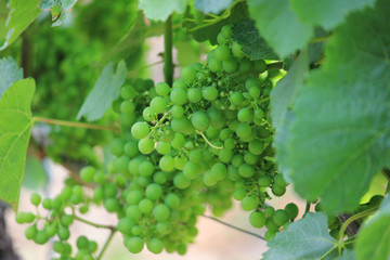 grüne weintrauben
