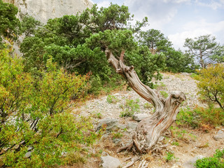 Old twisted tree of common juniper on a rocky slope