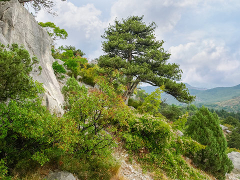 Old tree of common juniper on a rocky slope