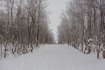Fototapeta premium Trees under snow, winter park at Nord