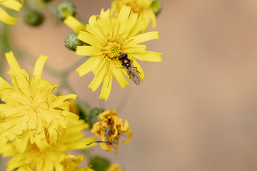Insekt auf gelber Blume