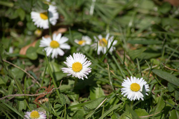 Obraz premium gänseblumen