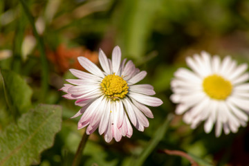 gänseblümchen