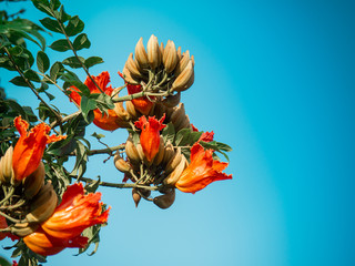 Spathodea flowers, leaves and buds. African Tulip Tree, blooming flower on tree