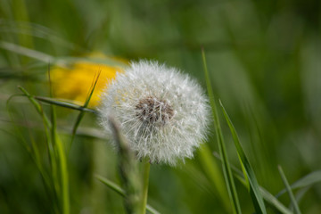 Pusteblume Löwenzahn