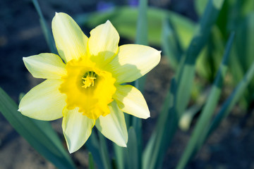 Fototapeta na wymiar Colorful daffodil flower with copy space for your text.