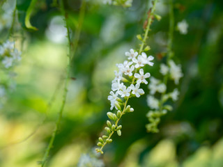 Chinese Rose or Citharexylum spinosum Linn.,flowers on tree.