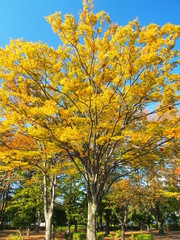 黄葉の欅のある晩秋の公園風景