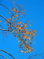 晩秋のユリノキと青空