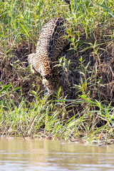 Ein Jaguar schleicht sich an den Fluss im brasilianischen Pantanal