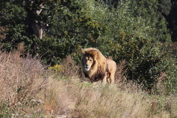 Male African Lion, Simba