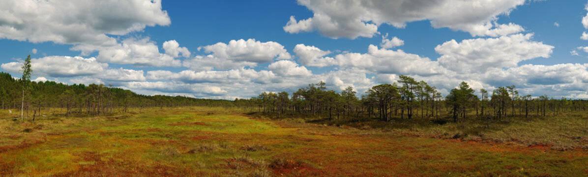 Panoramic View Of The Soomaa National Park. Estonia