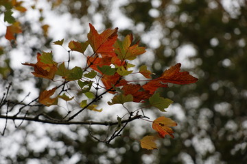 Autumn leaves on a branch