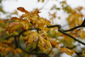 Autumn leaves on a branch