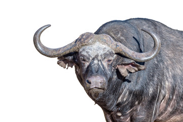 Naklejka premium Cape buffalo looking towards the camera. Isolated on white
