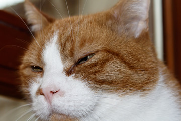 Katze rot weiß. Kater Jaime. Portrait