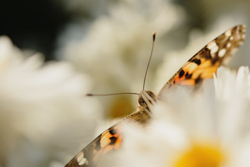 Orange butterfly in chrysanthemum flowers close-up