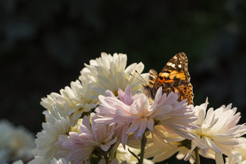 Orange butterfly in chrysanthemum flowers close-up