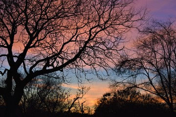 View of a forest with the leafless tree branches, and a cloudy purple and orange sky in the background. Winter landscape at blue hour