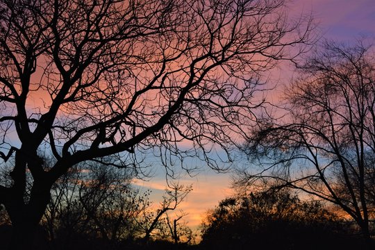 View of a forest with the leafless tree branches, and a cloudy purple and orange sky in the background. Winter landscape at blue hour © Fotokalua