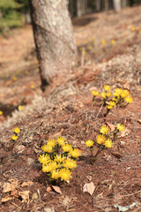 武石唐沢福寿草群生地 福寿草