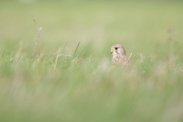 A common kestrel viewed from a low angle resting in the grass in Germany.
