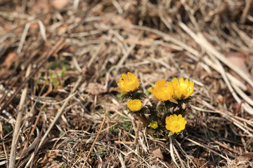 武石唐沢福寿草群生地 福寿草
