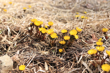 武石唐沢福寿草群生地 福寿草