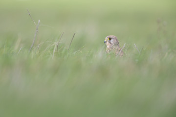 A common kestrel viewed from a low angle resting in the grass in Germany.