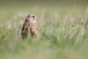 A common kestrel viewed from a low angle resting in the grass in Germany.