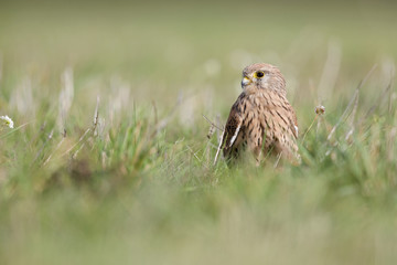 A common kestrel viewed from a low angle resting in the grass in Germany.