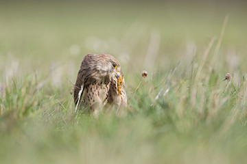 A common kestrel viewed from a low angle streching and preening in the grass in Germany.