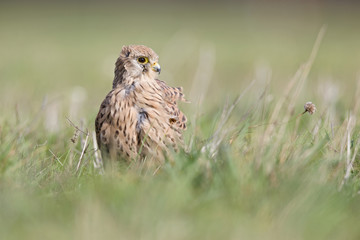 A common kestrel viewed from a low angle resting in the grass in Germany.