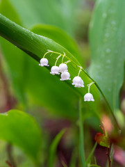 Obraz premium Dew, water drops on the leaves of Convallaria majalis common Lily of the valley