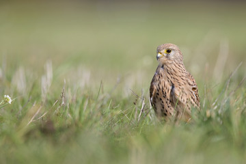 A common kestrel viewed from a low angle resting in the grass in Germany.