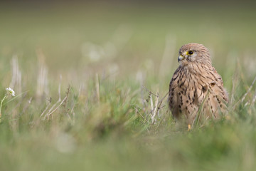 A common kestrel viewed from a low angle resting in the grass in Germany.