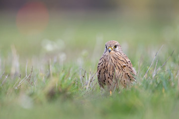 A common kestrel viewed from a low angle resting in the grass in Germany.