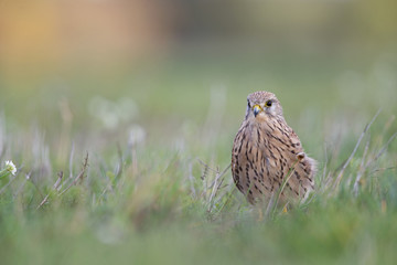 A common kestrel viewed from a low angle resting in the grass in Germany.