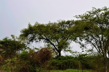 Treetops in African savanna nature scenery