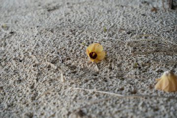 One lone sea hibiscus flower (a species of Talipariti) sits on the sandy beach of the Maldives
