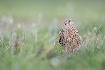 A common kestrel viewed from a low angle resting in the grass in Germany.