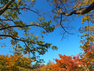 晩秋の桜の木と紅葉の欅
