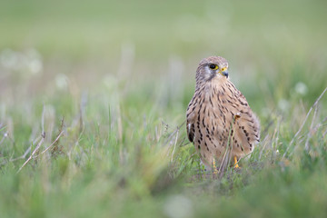 A common kestrel viewed from a low angle resting in the grass in Germany.
