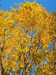 公園の黄葉の木と青空