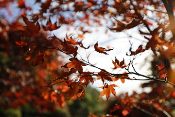 autumn leaves on tree