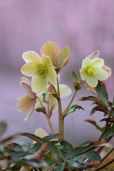 クリスマスローズ