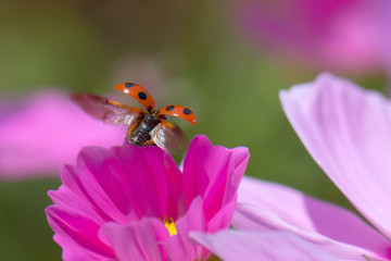 ladybug on cosmos flower